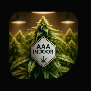 AAA Indoor